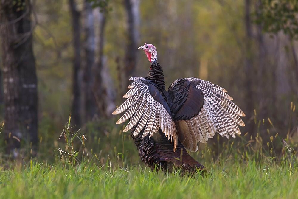 Eastern wild turkey in northern Wisconsin.