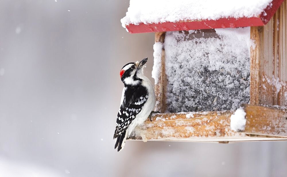 Downy Woodpecker at Feeder