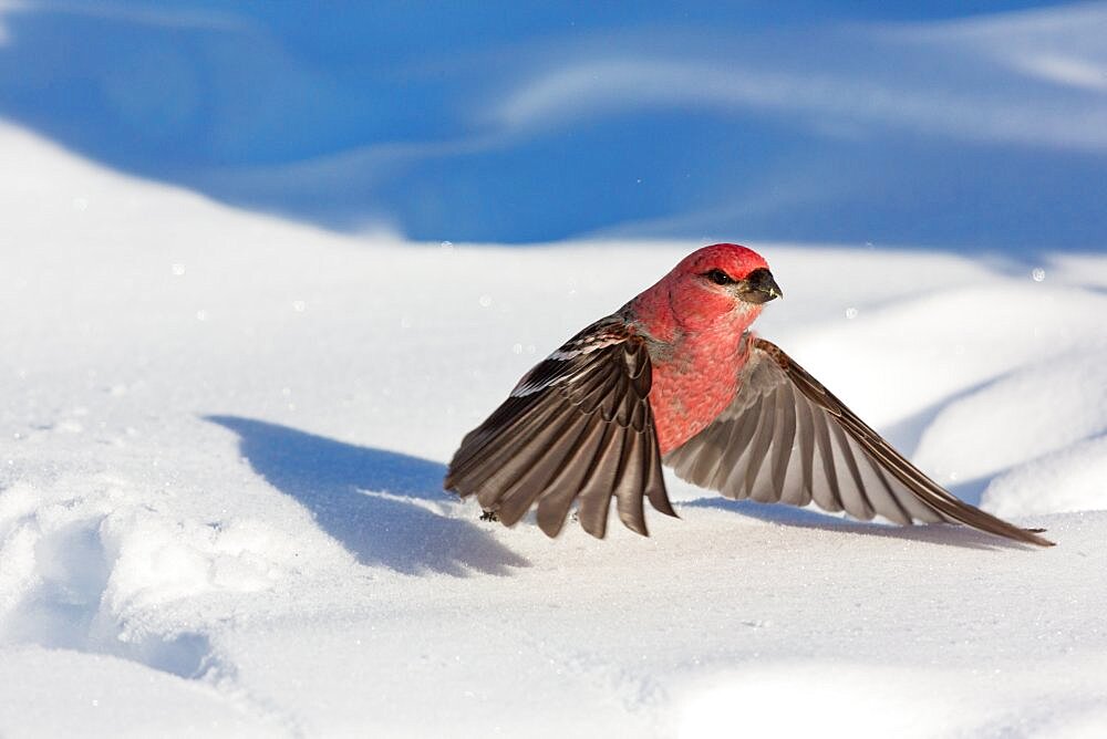 Male pine grosbeak in northern Wisconsin.