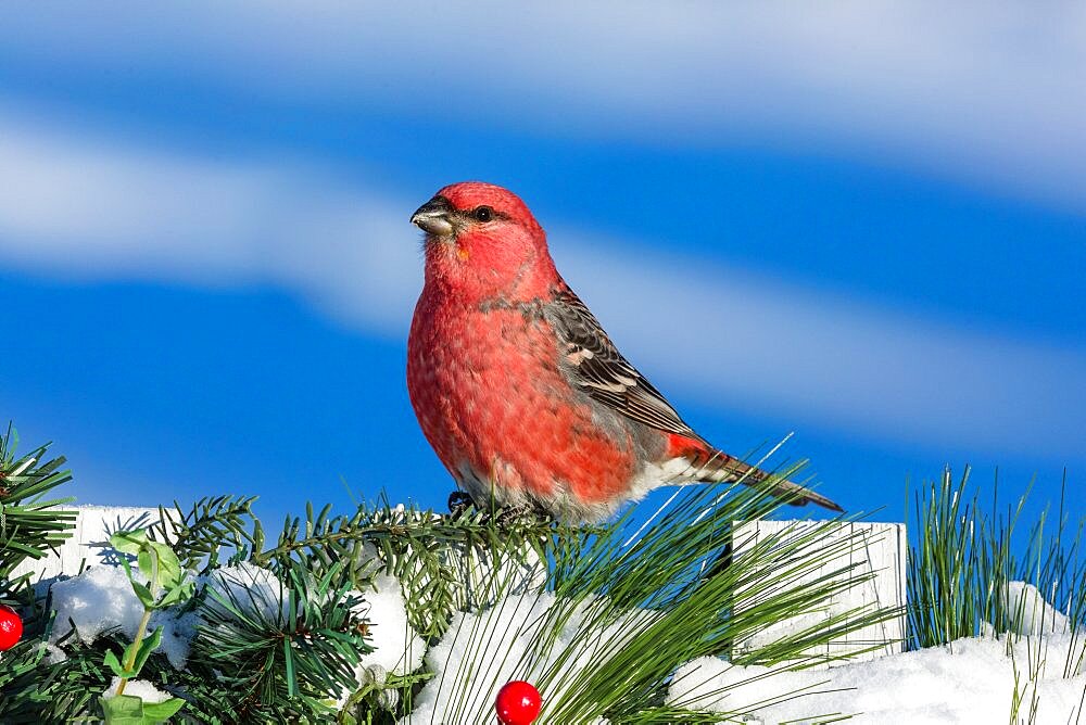 Male pine grosbeak