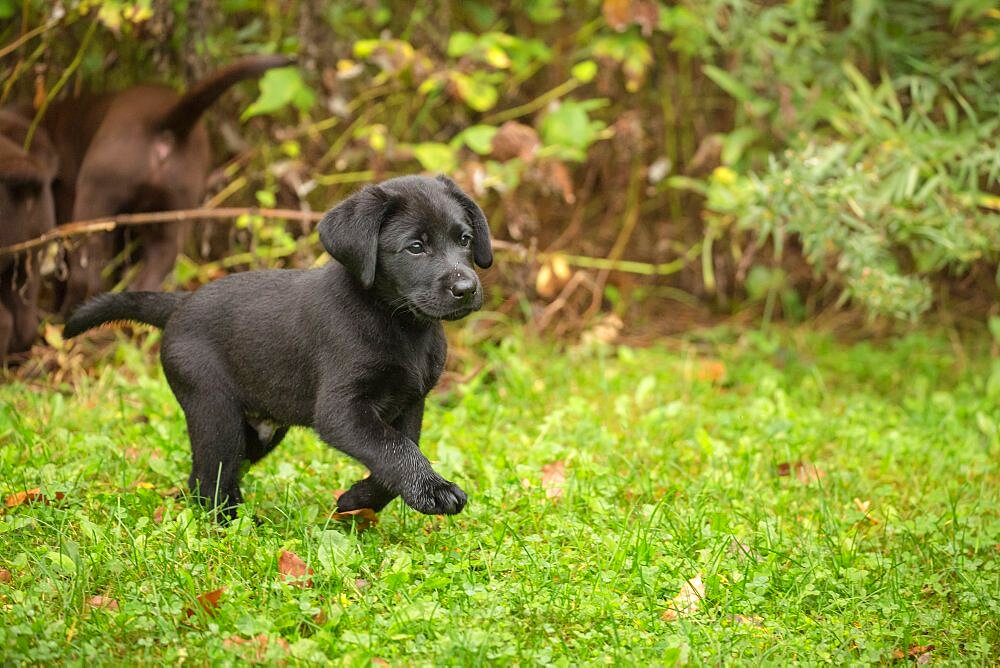 Black Labrador retriever puppy