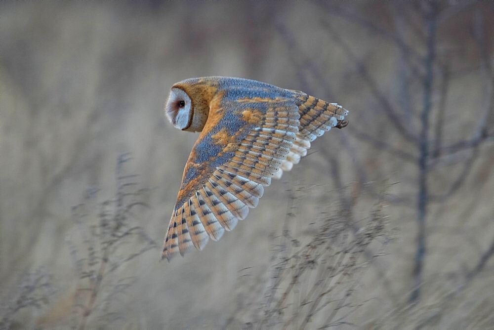 Barn Owl, Tyto alba