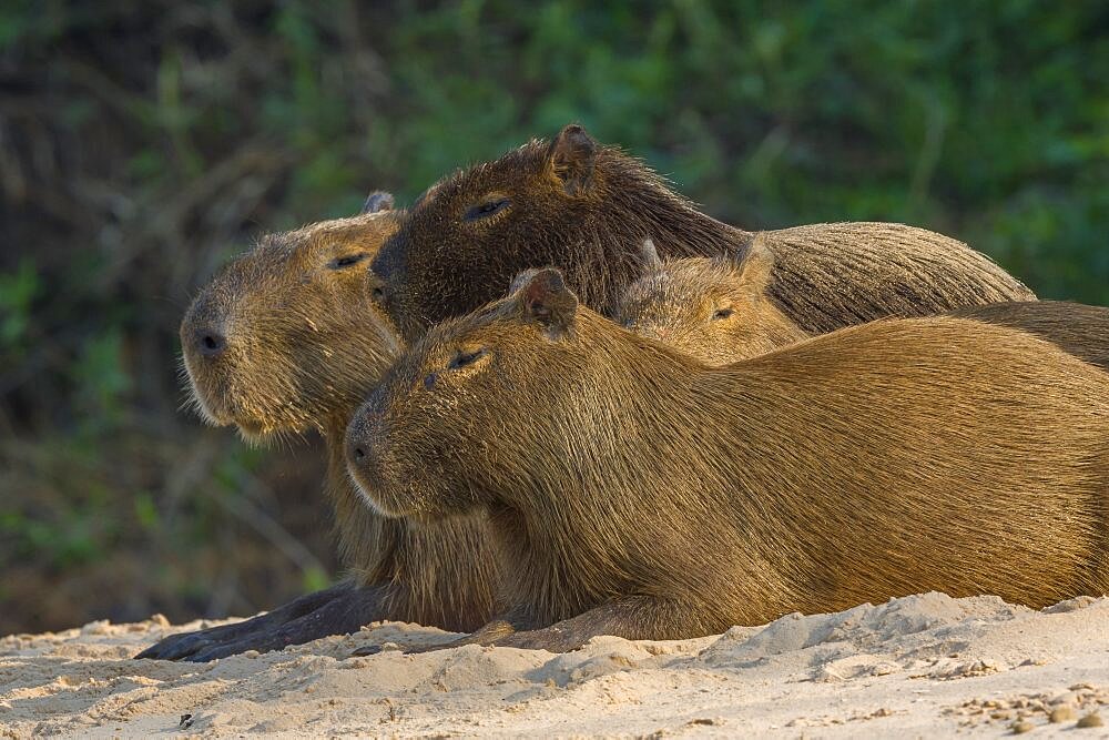 Capybara family