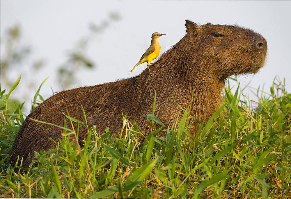 A Cattle tyrant perches on a Capybara