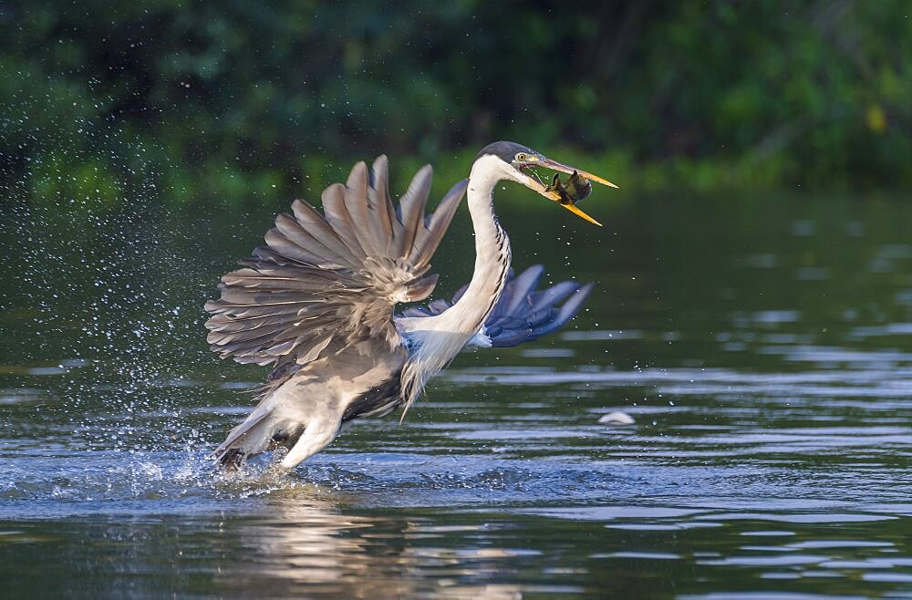 Cocoi heron taking off