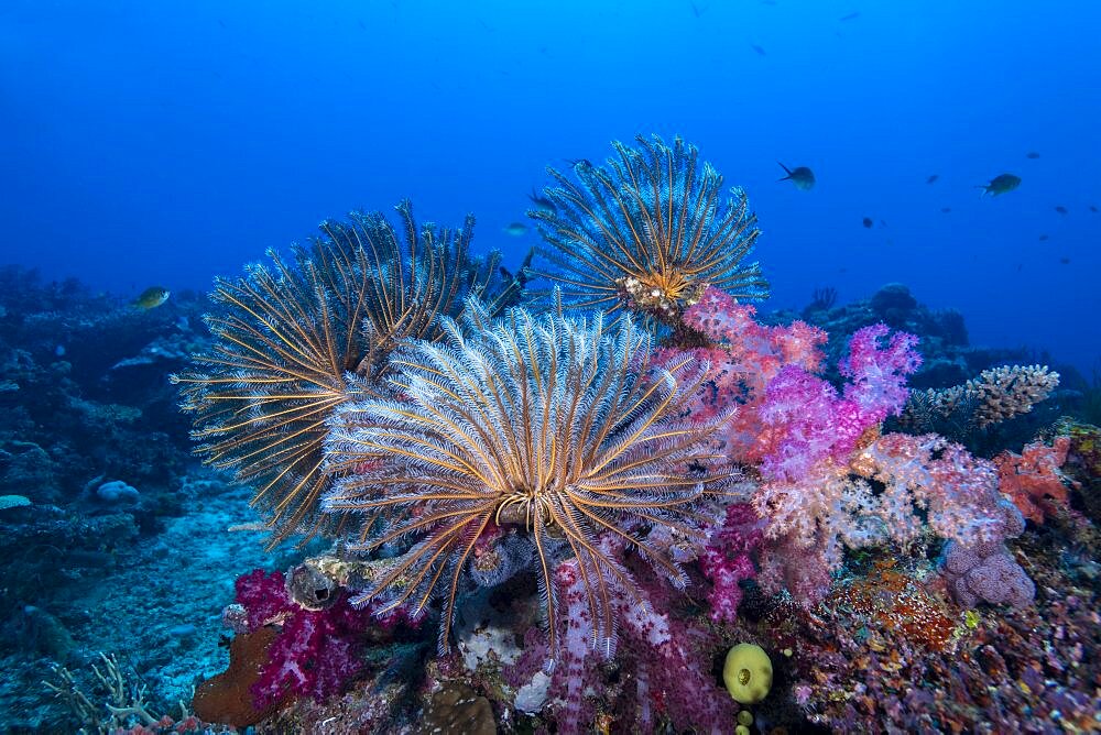 Crinoids and soft coral