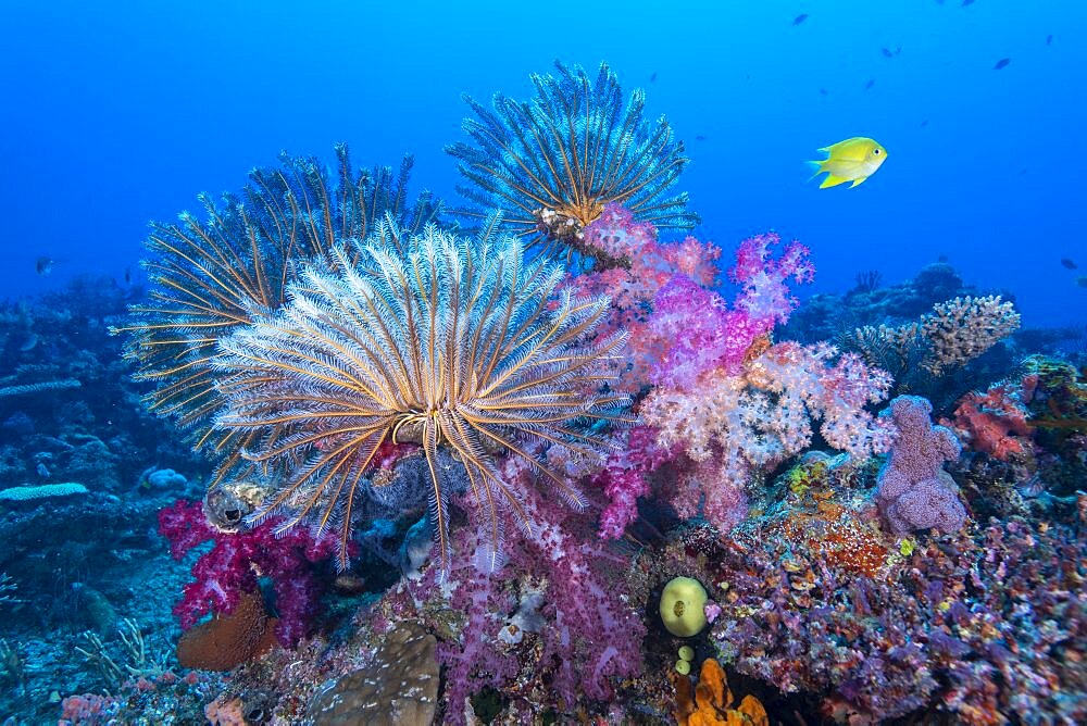 Crinoids and soft coral