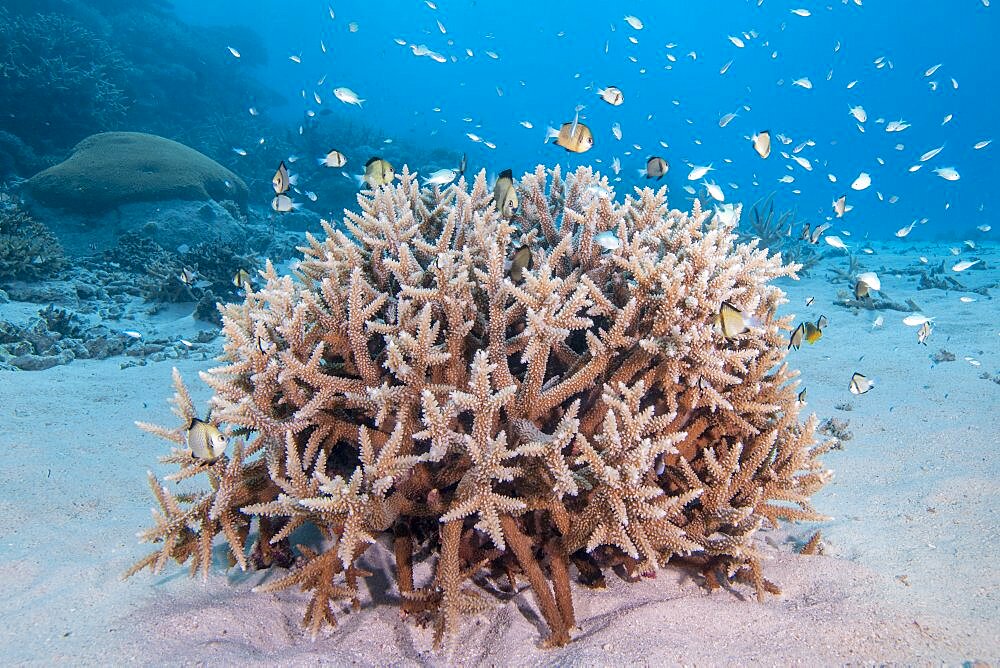 Acropora Coral