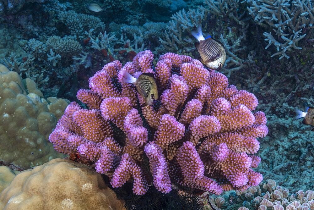 Cauliflower Coral