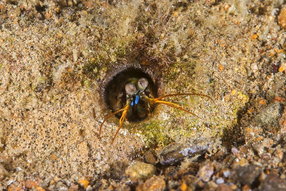 Keel Tail Mantis Shrimp