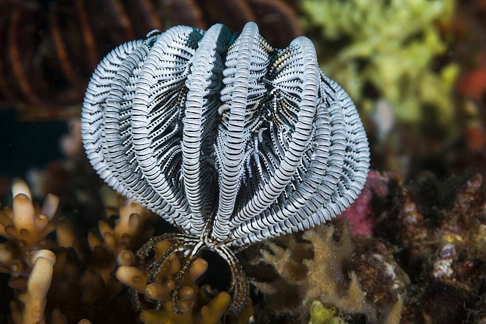 Crinoid