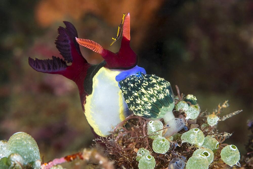 Chamberlain's Nembrotha Nudibranch feeding