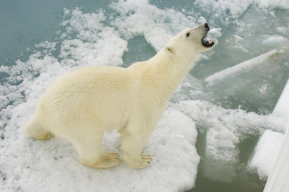 Polar Bear Roaring on Ice Floe