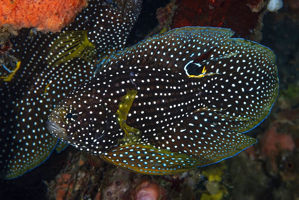 Comet fish