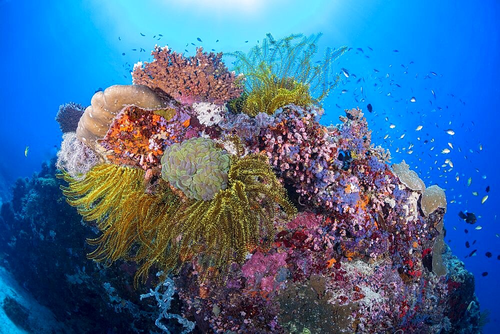 Colorful reef scene