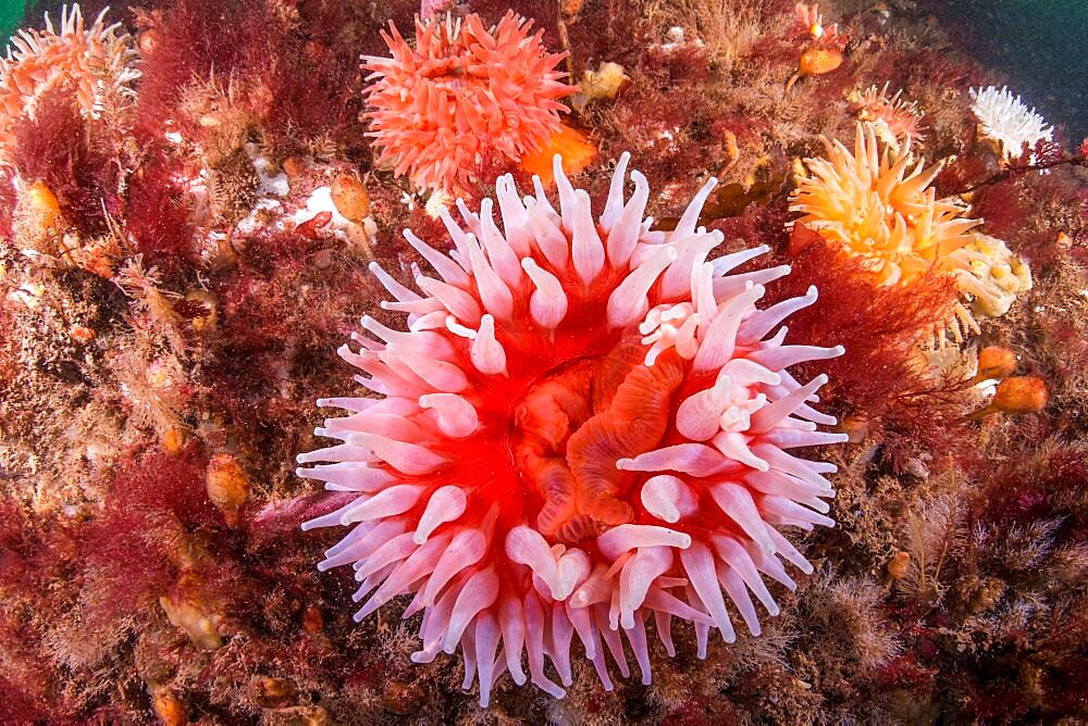 Northern Red Anemone