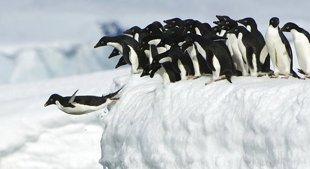 Adelie penguin leaping into ocean