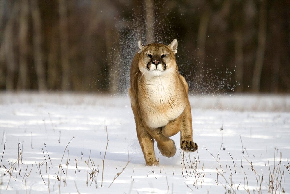 Cougar