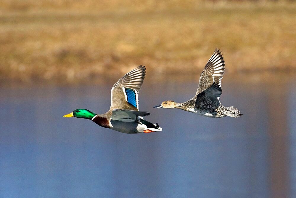 Mallard & Pintail