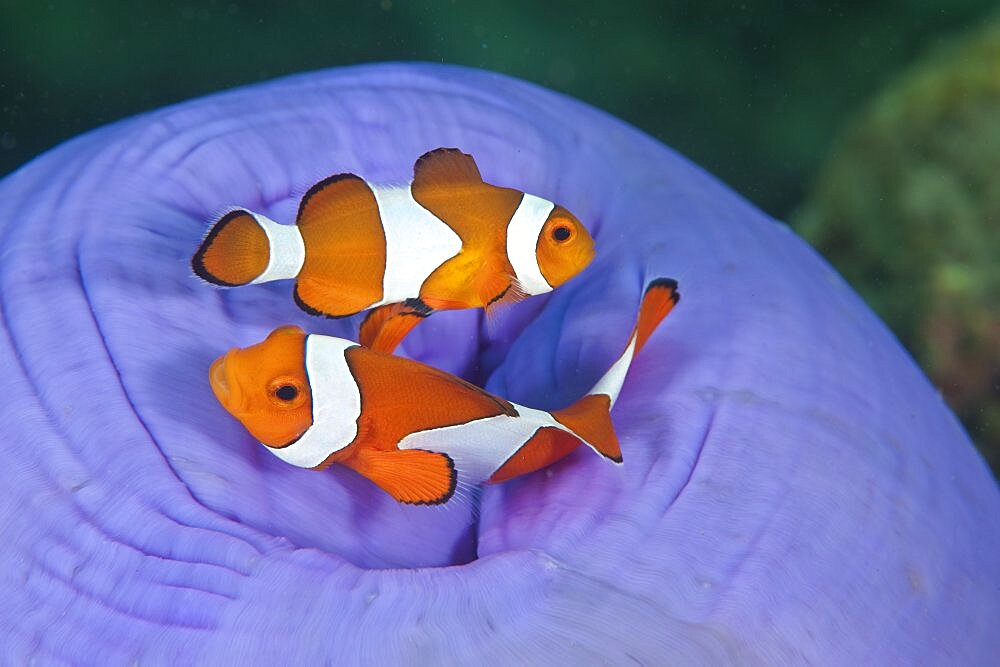 False Clown Anemonefish