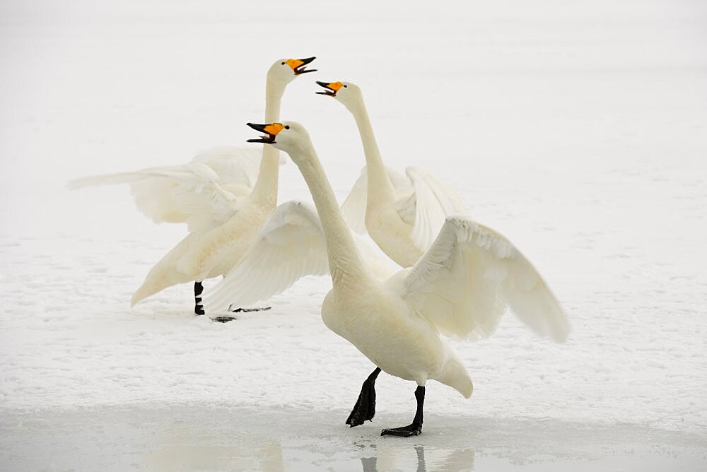 Whooper Swans