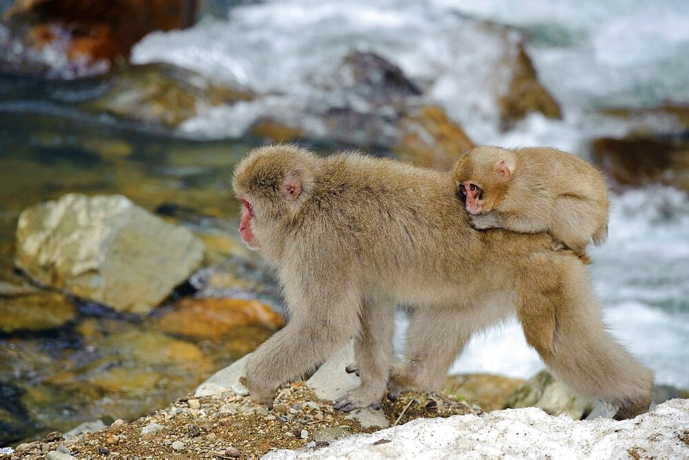 Female Snow Monkey with Baby