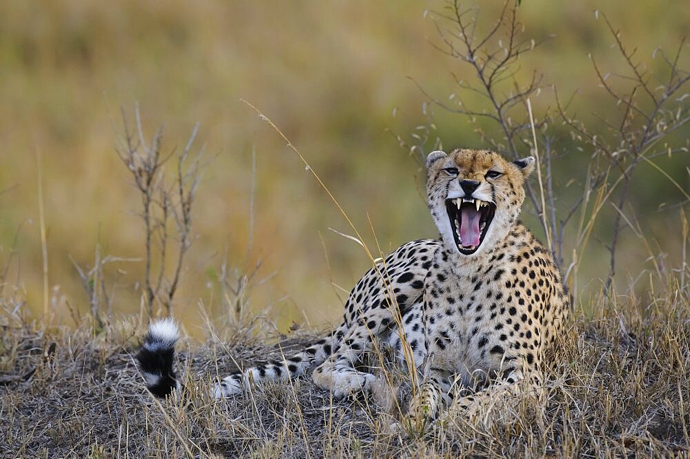 Yawning Cheetah