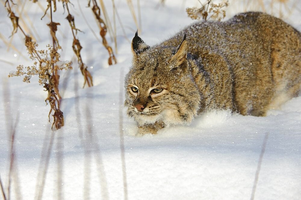 Bobcat