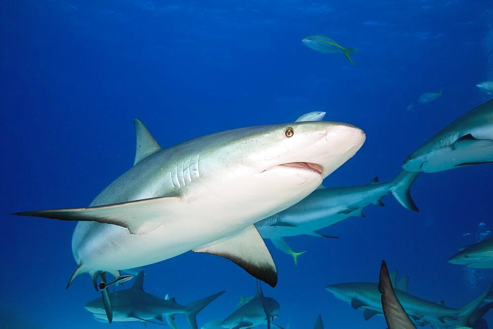 Caribbean Reef Shark