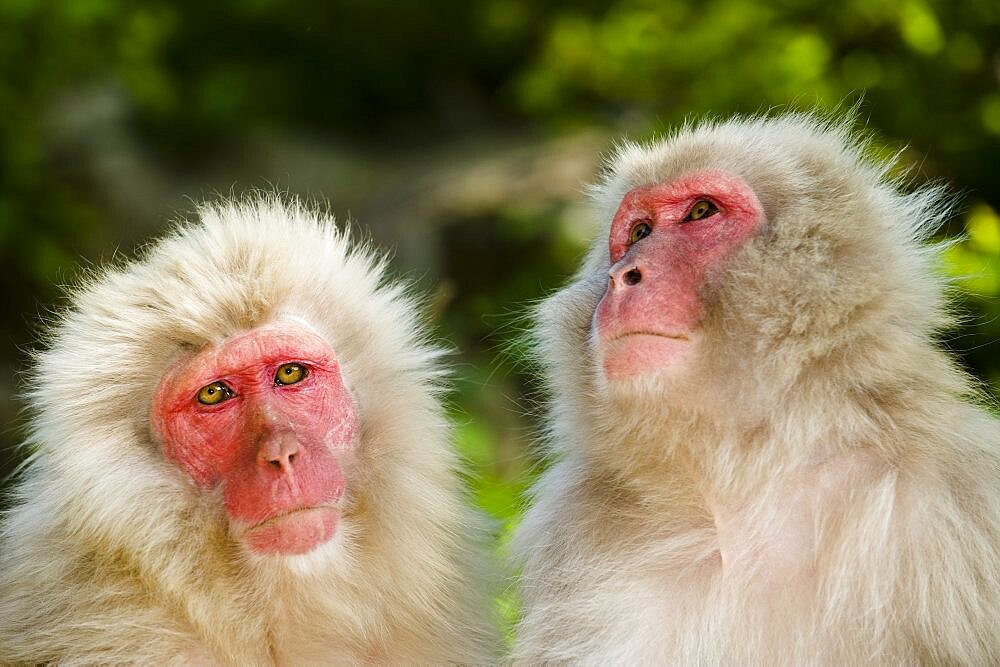 Snow Monkeys, Japan