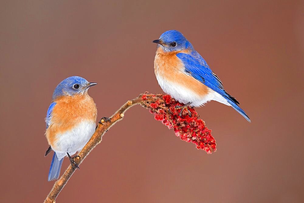 Eastern Bluebirds