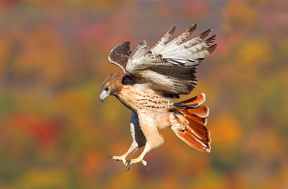 Red-tailed Hawk