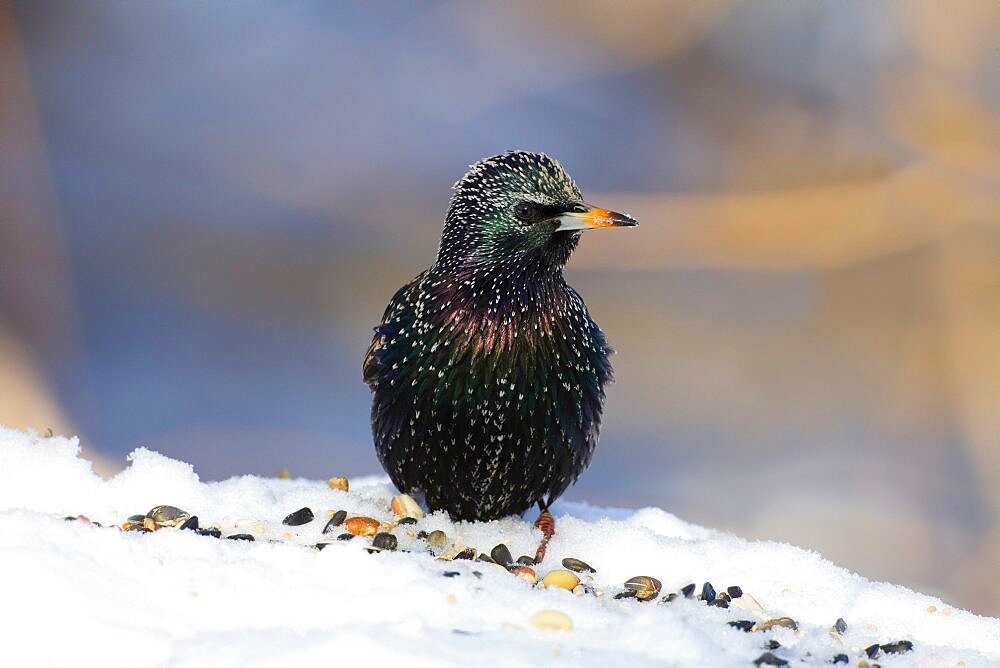 European Starling