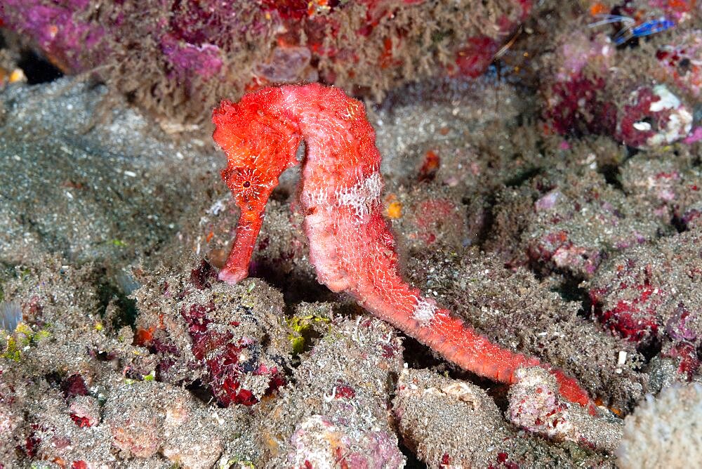 Longsnout Seahorse