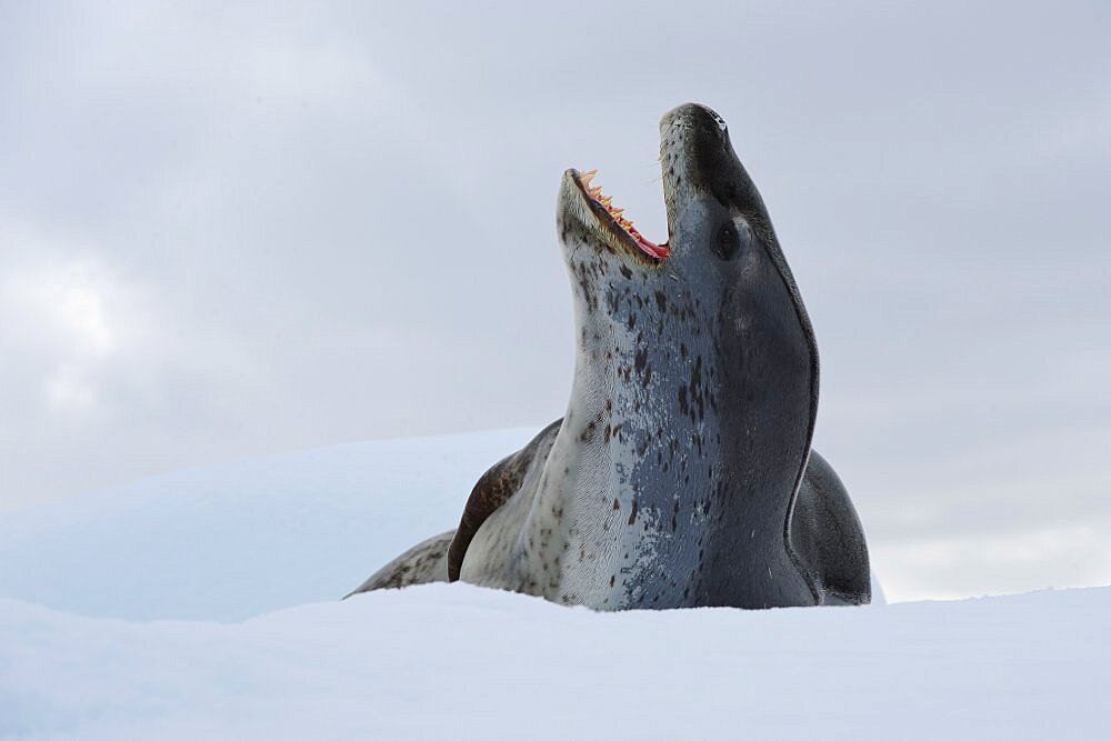 Leopard Seal