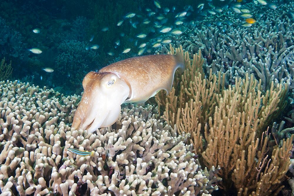 Broadclub Cuttlefish Depositing Eggs