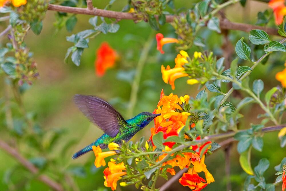 Green Violet-Ear Hummingbird