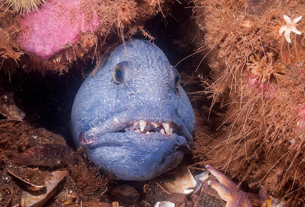 Atlantic Wolffish