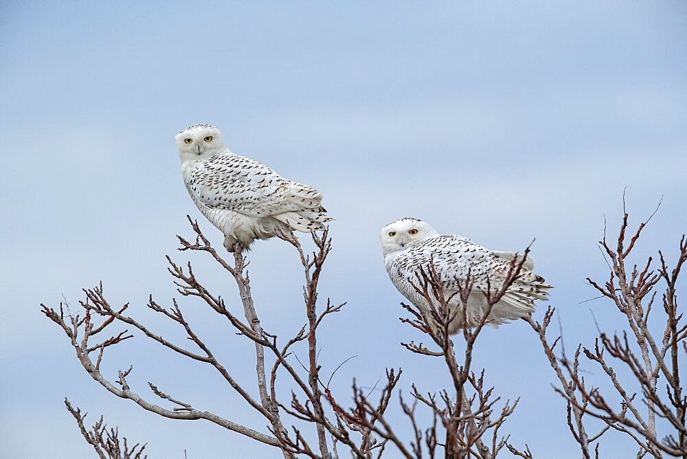 Snowy Owls