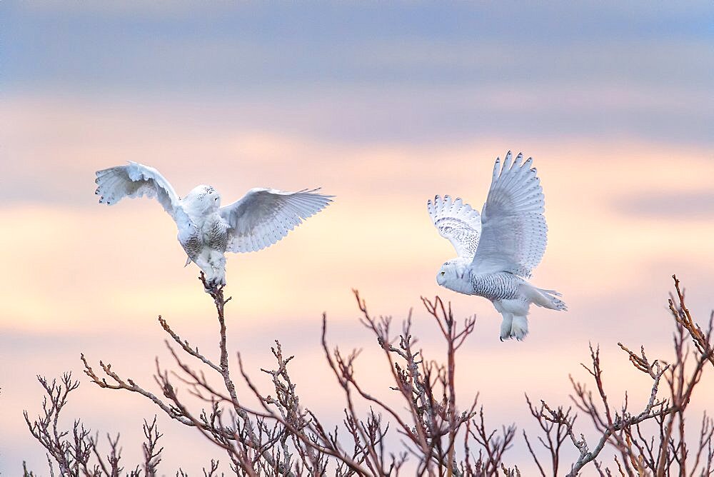 Snowy Owls at Sunrise