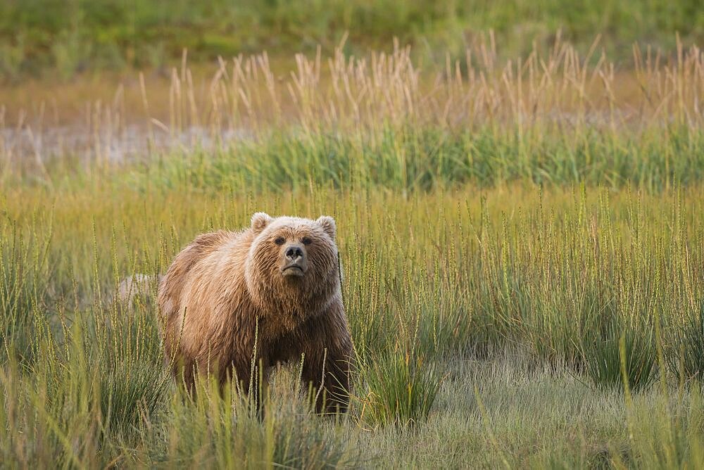 Brown Bear in Sedge Meadow