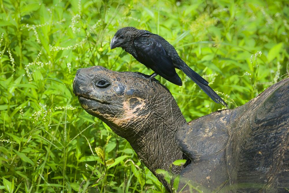 Smooth-Billed Ani & Giant Tortoise