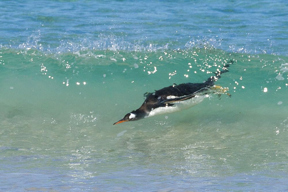 Gentoo Penguin Ashore from Ocean Surf