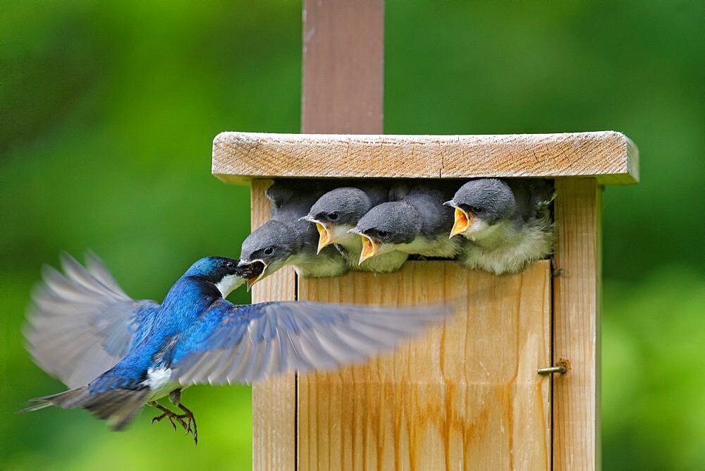 Tree Swallows (Tachycineta bicolor)