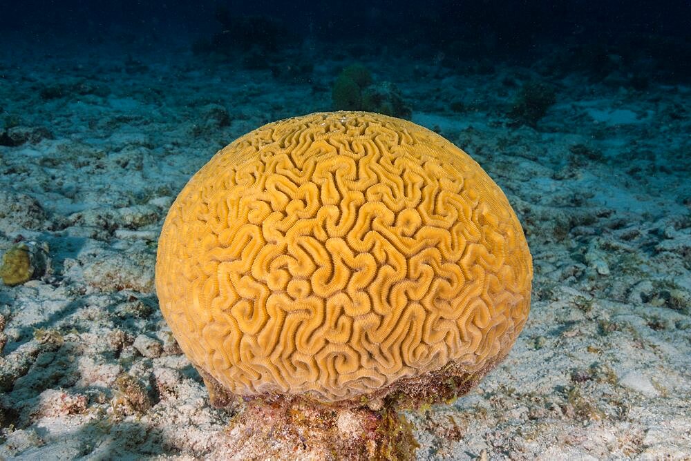 Grooved Brain Coral