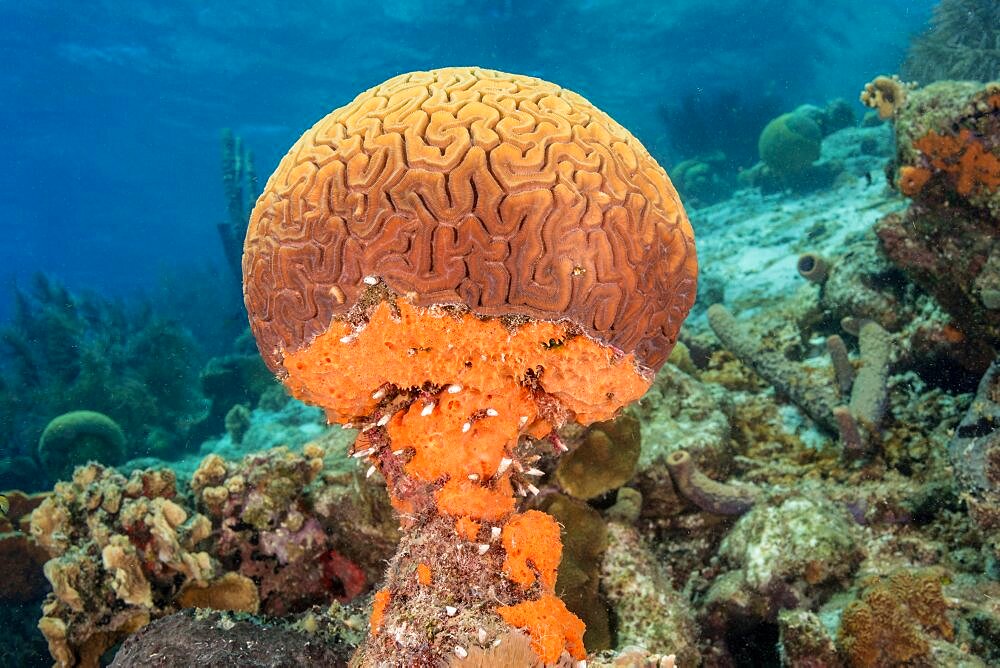 Grooved Brain Coral