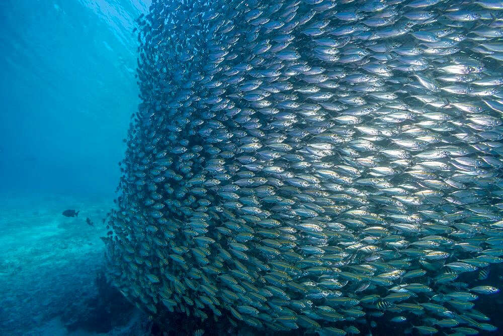 Bigeye Scad, Indonesia