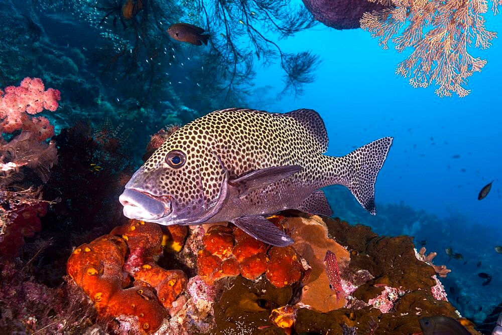 Many-spotted Sweetlips