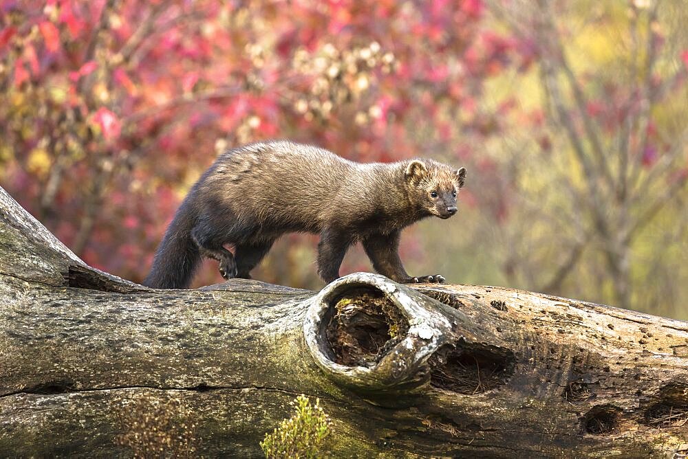 Fisher on a Dead Tree