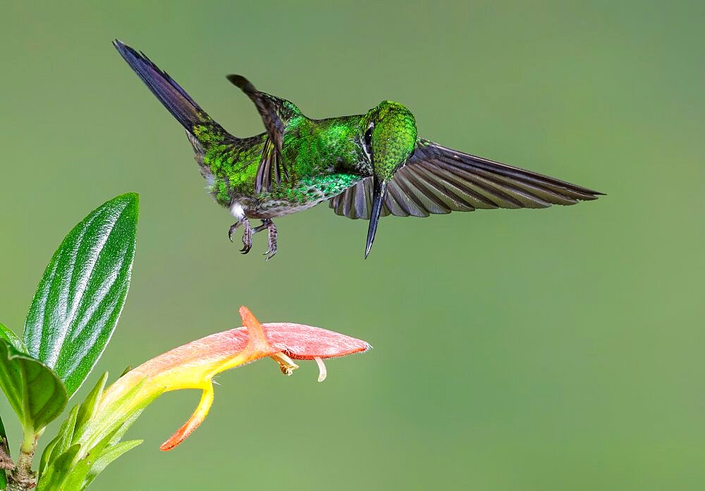 Green-crowned brilliant feeding on flowers